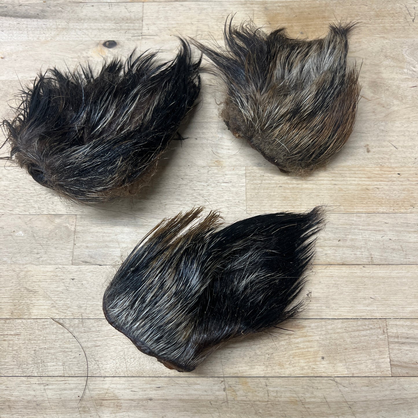 Wild Boar Furry Ears