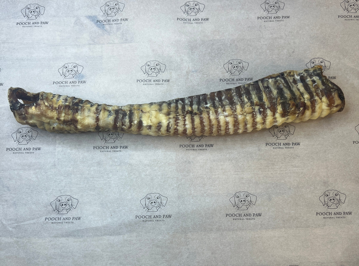 Trachea long 30-35cm