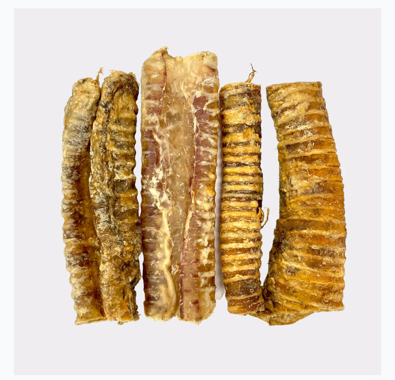 Trachea Gullet Bully tubes