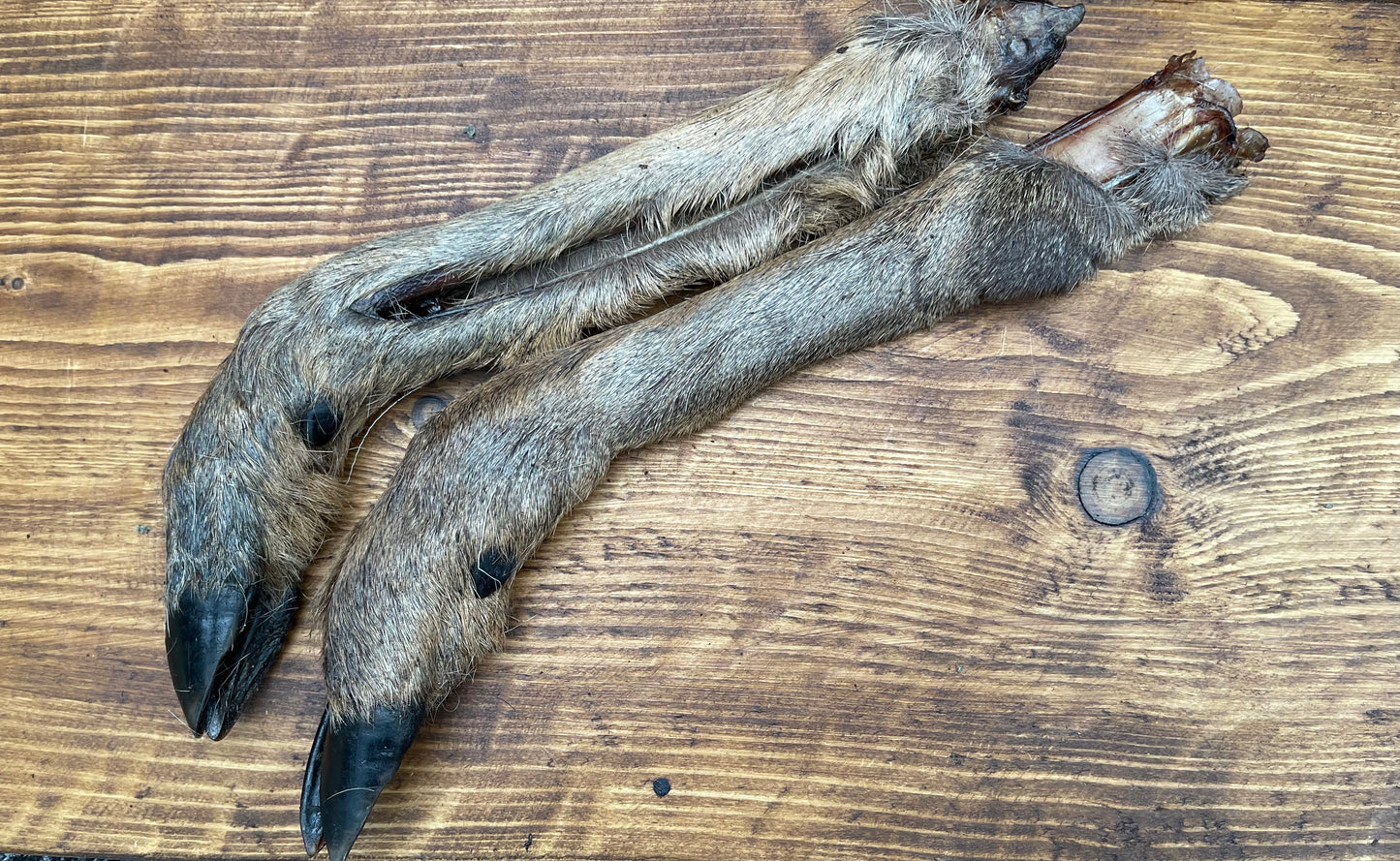Roe Deer Leg