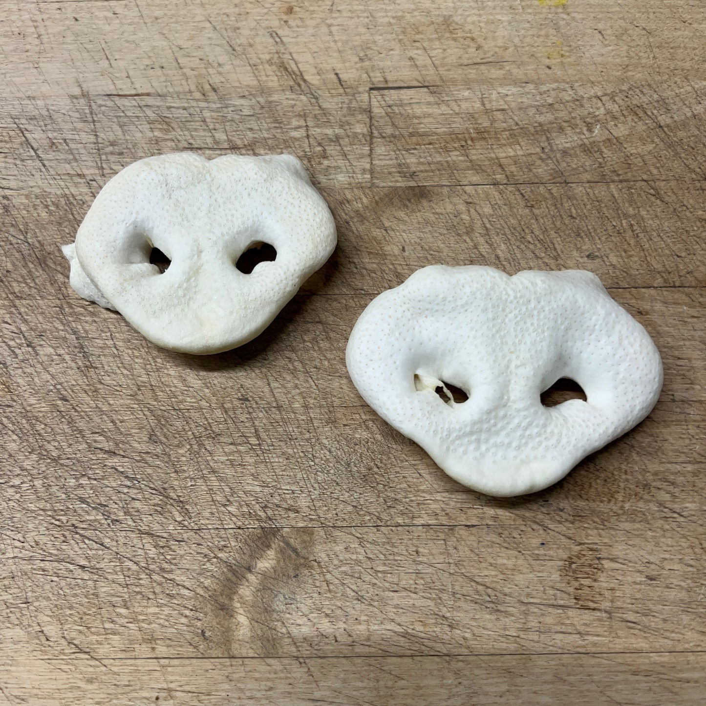 Puffed Pig Snout Slim