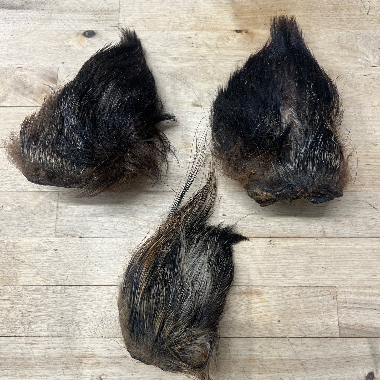 Wild Boar Furry Ears