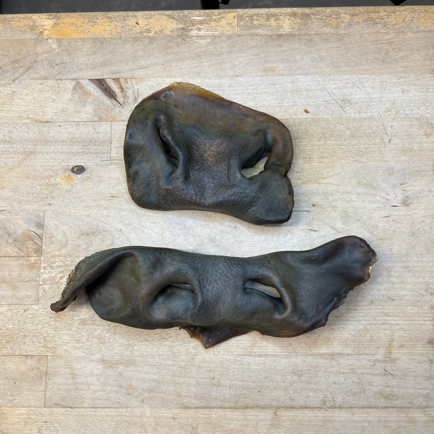 Beef Cow Snout - Large