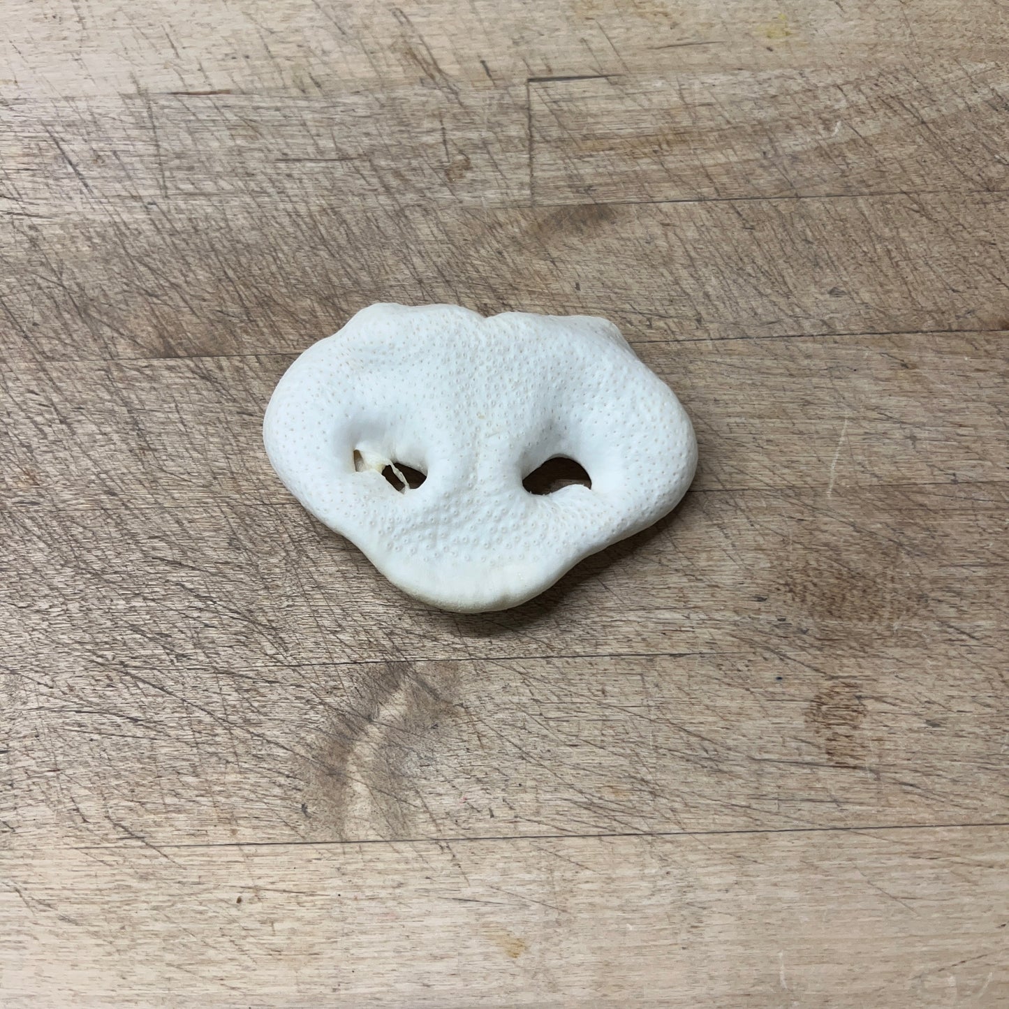 Puffed Pig Snout Slim