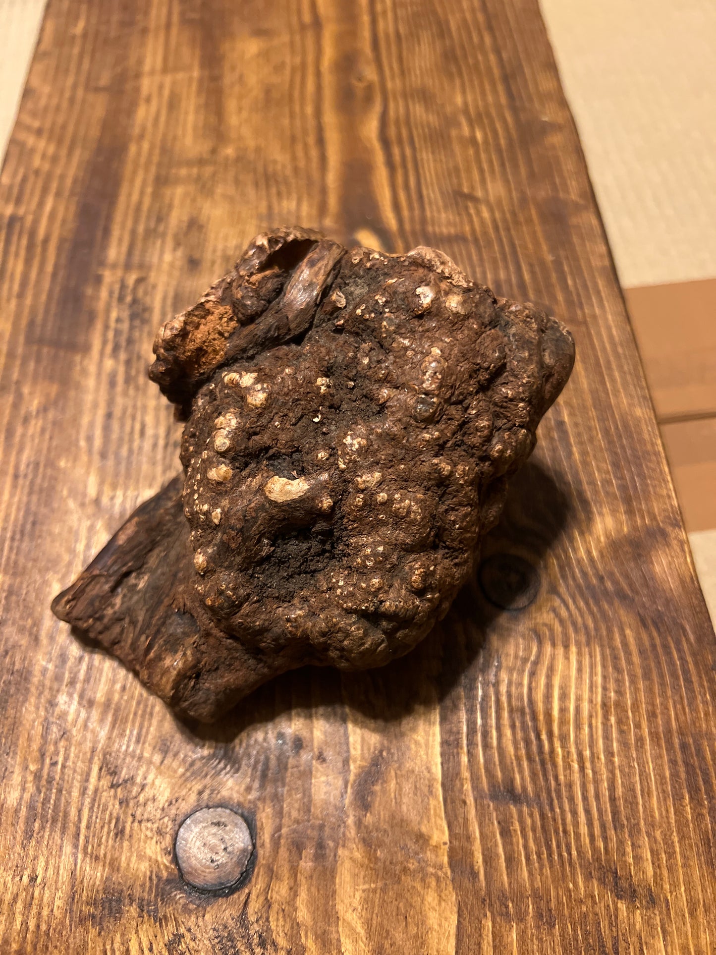 Anco Root medium